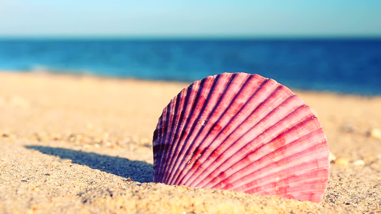 Free Stock Video Sea Shell On The Sand Near The Seashore Live Wallpaper - Free Download