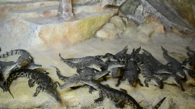 Stock Video Crocodiles In A Large Group  Smal Live Wallpaper For PC - Free Download