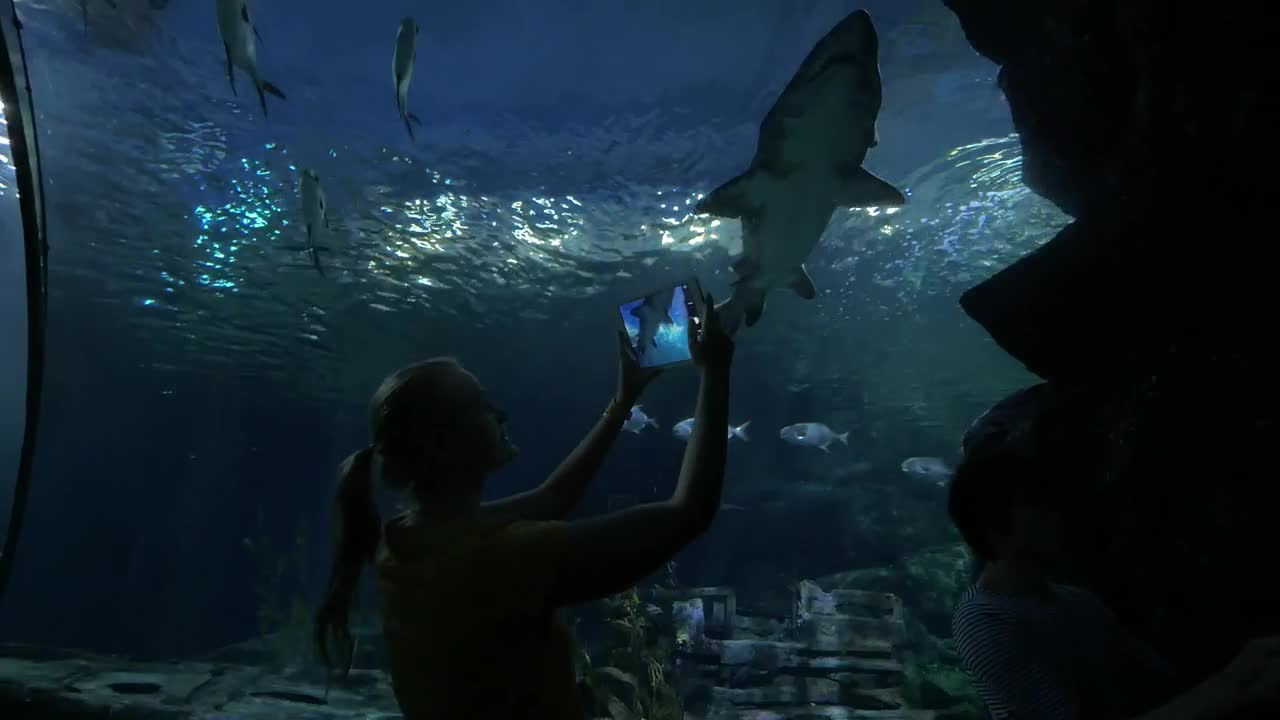 Stock Video Looking Up As A Shark Swims Across Animated Wallpaper - Free Download
