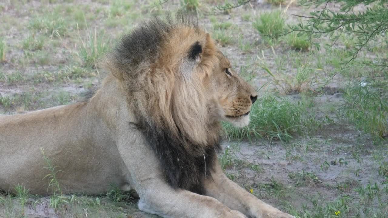 Stock Video Lazy Male Lion Yawning Animated Wallpaper - Free Download