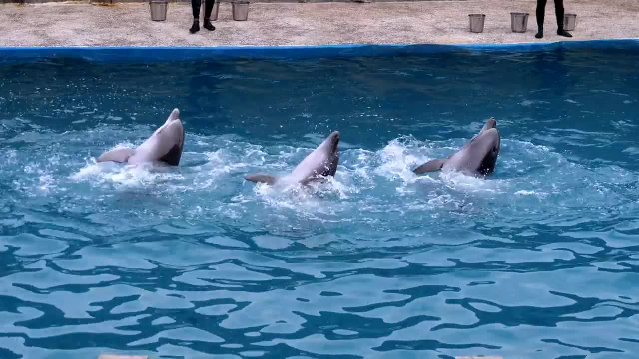 Stock Video Dolphins Performing Tricks In The Pool Live Wallpaper For PC - Free Download