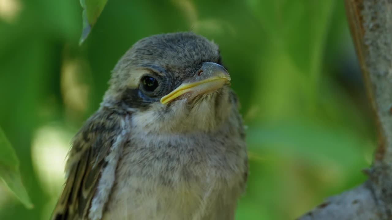 Stock Video Cute Bird Standing On A Tree Branch Live Wallpaper For PC - Free Download
