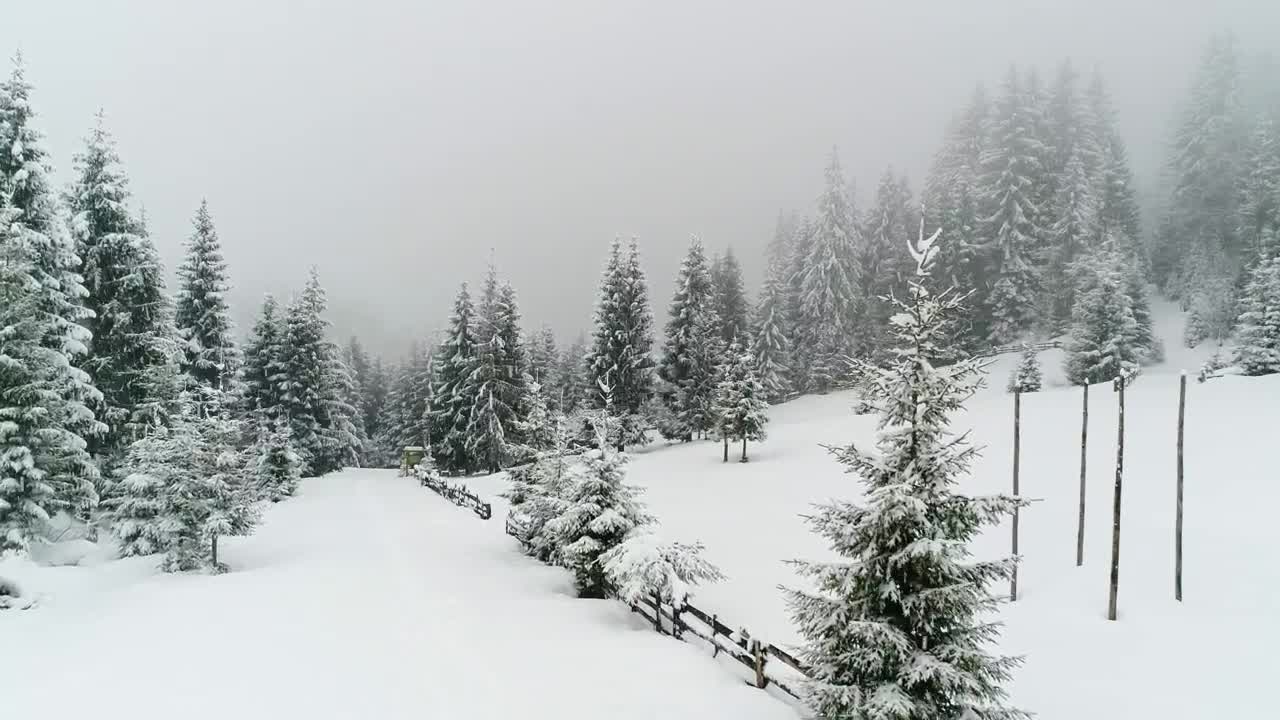 Free Video Stock Snowing At A Foggy Frozen Forest Aerial View Live Wallpaper - Free Download
