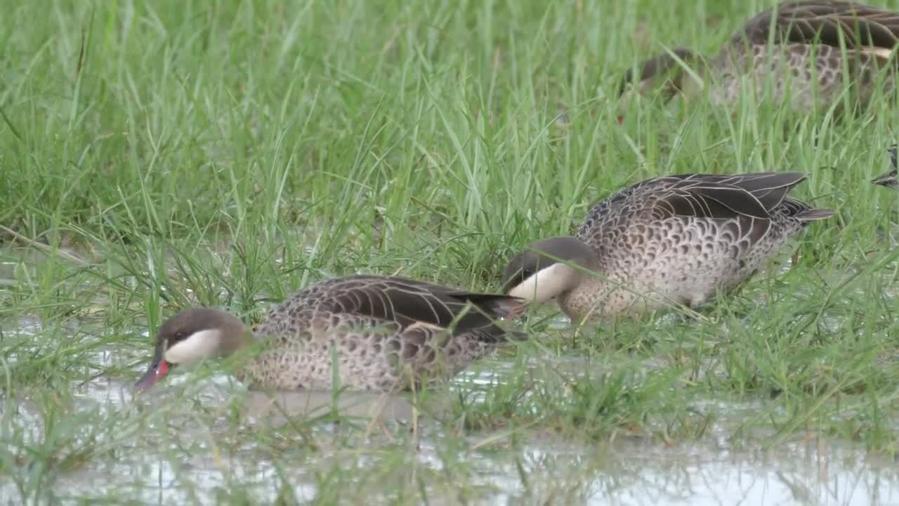 Stock Video Ducks Feeding By A Lake Live Wallpaper For PC - Free Download