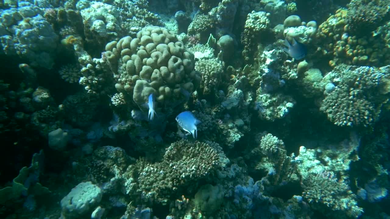 Stock Video Fish Swimming Over A Reef Live Wallpaper For PC - Free Download