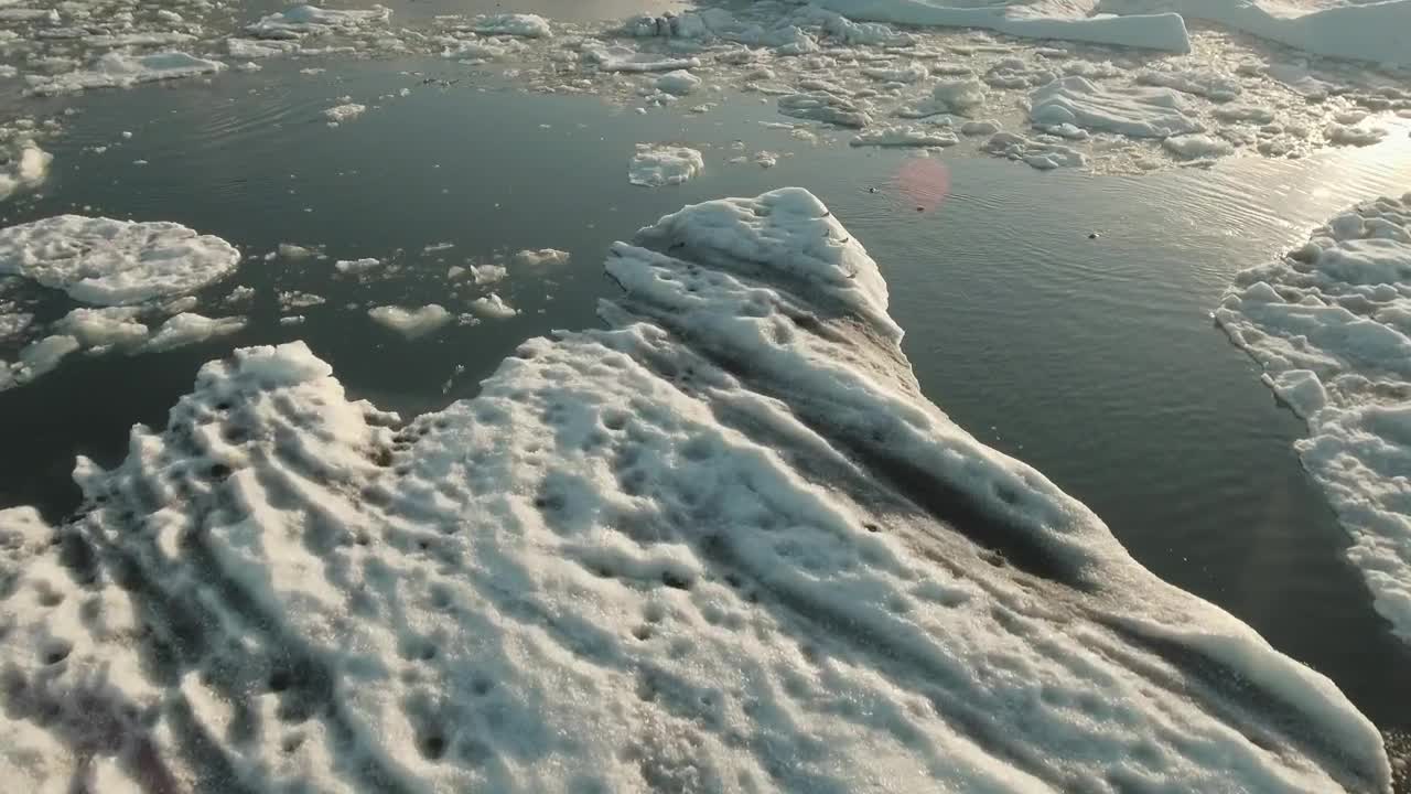 Free Stock Video Seals Swimming In A Frozen Ocean Live Wallpaper - Free Download