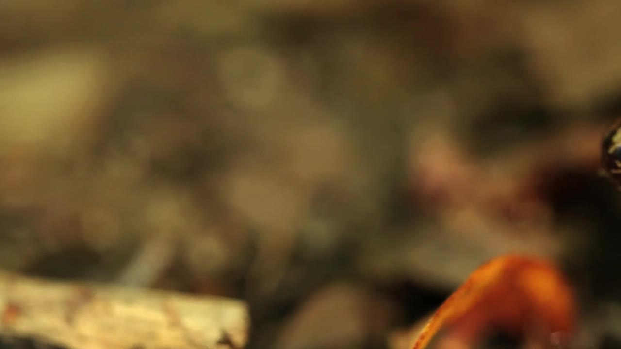 Stock Video Orange Frog Breathing Live Wallpaper - Free Download