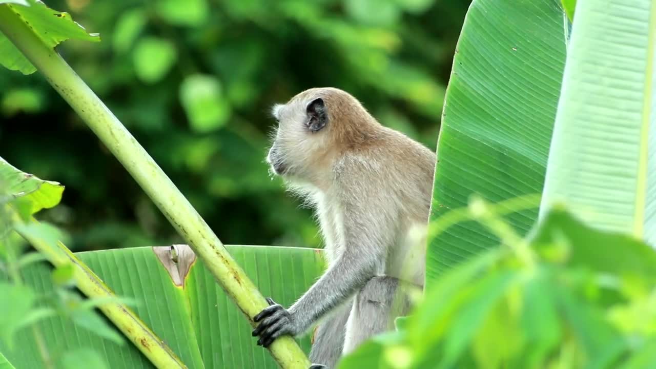Stock Video Monkey Resting In A Tre Animated Wallpaper - Free Download