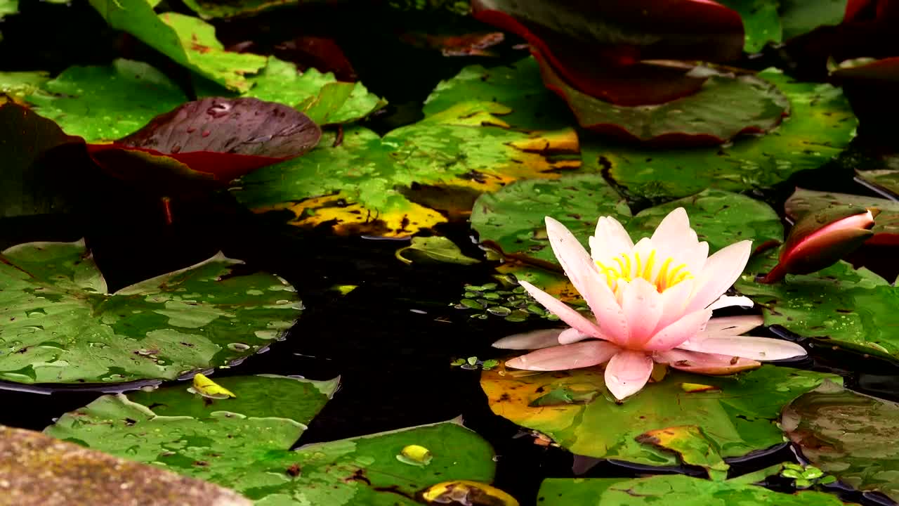 Stock Video Lotus Flower And Green Leaves Floating Animated Wallpaper - Free Download