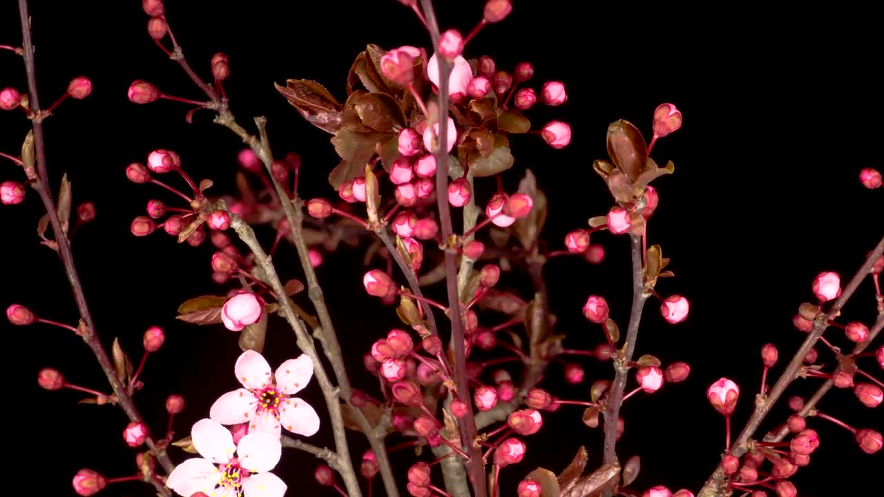 Video Stock Cherry Tree Flowers Open On The Branches Live Wallpaper For PC - Free Download