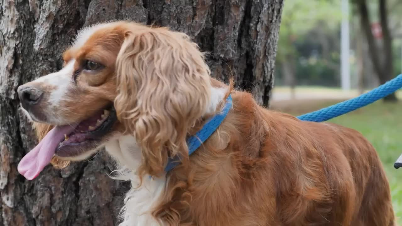 Free Video Stock Small Brown Dog In Nature Live Wallpaper - Free Download
