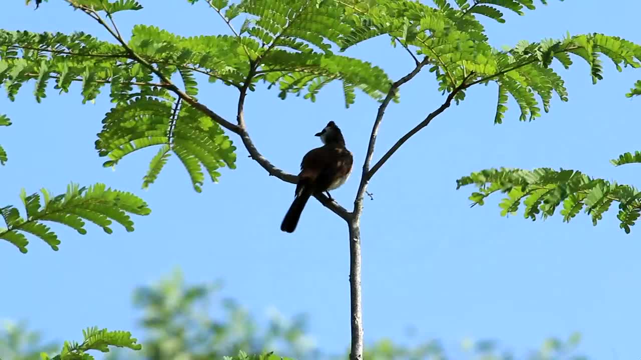 Stock Video Bird Swaying In The Wind Live Wallpaper For PC - Free Download