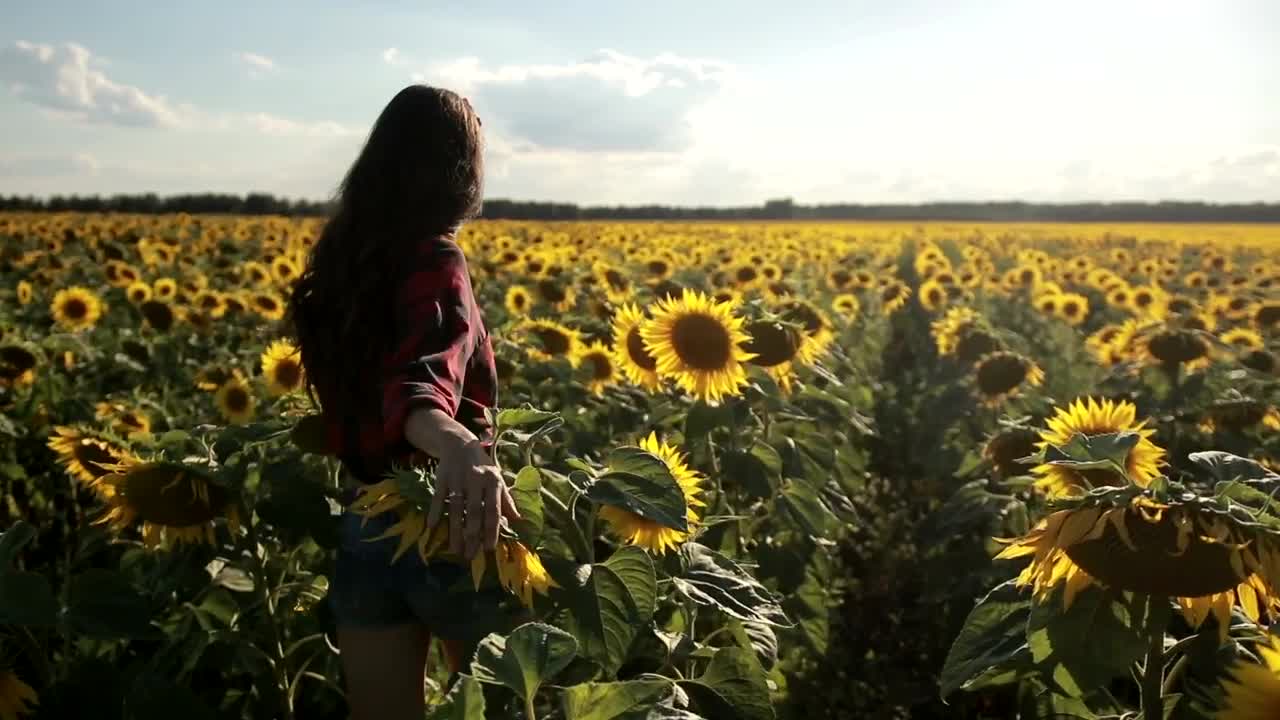 Free Stock Video Woman Walking Through A Huge Field Of Sunflowers Live Wallpaper - Free Download