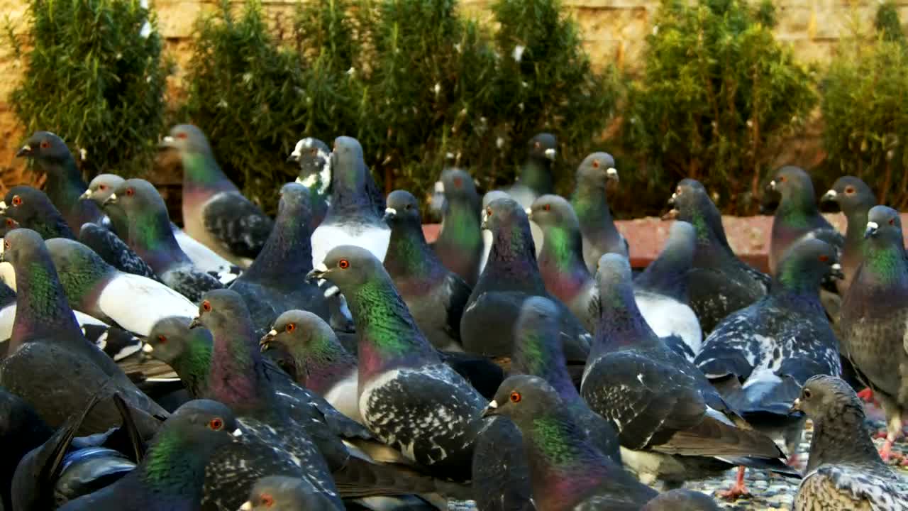 Stock Video Flock Of Pigeons On The Street Slow Motion Live Wallpaper For PC - Free Download