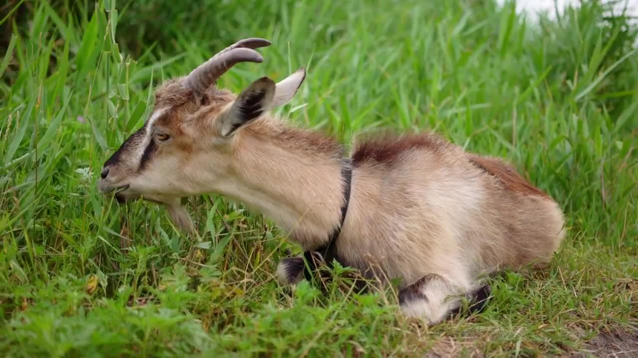 Stock Video Goat Grazing While Lying In The Grass Live Wallpaper For PC - Free Download