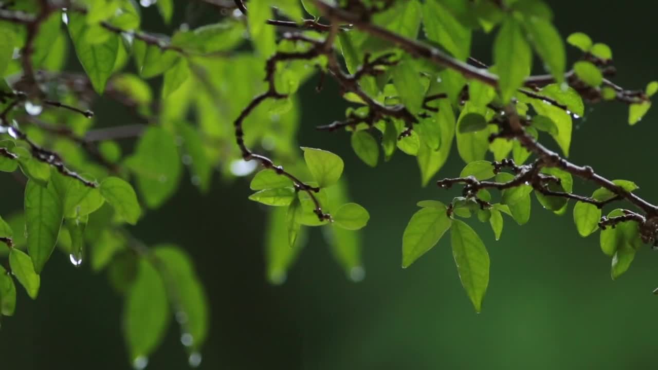 Video Stock Rain Dripping Off Of Leaves Live Wallpaper Free - Free Download