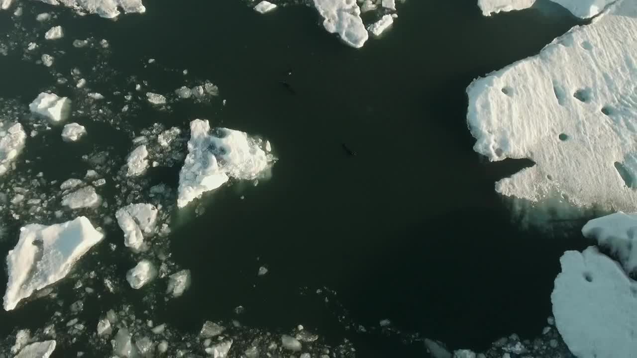 Free Stock Video Sea Bird Flying Over Seals Live Wallpaper - Free Download
