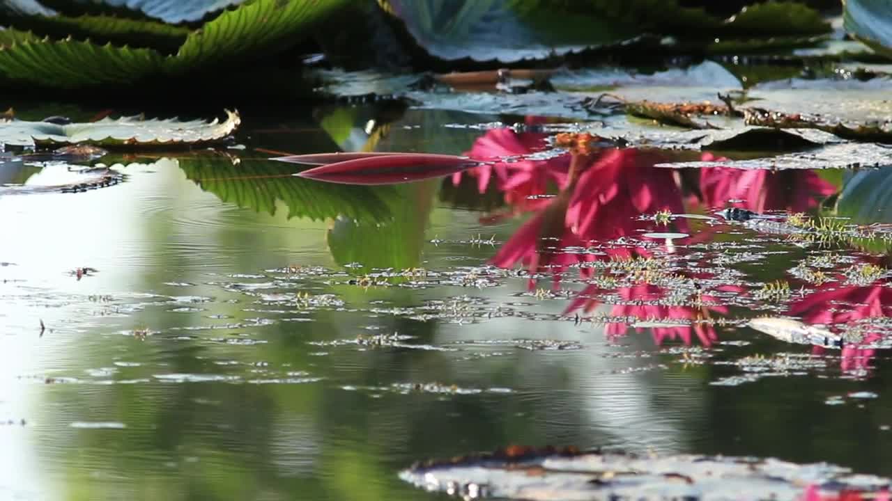 Video Stock Plants Across A Still Pond Live Wallpaper Free - Free Download