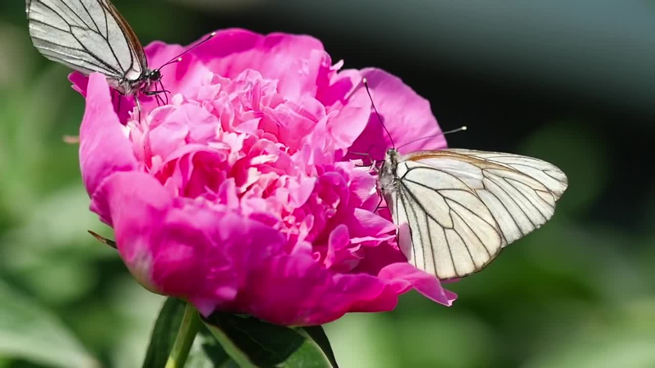 Stock Video Black And White Butterfly On A Pink Flower Live Wallpaper For PC - Free Download