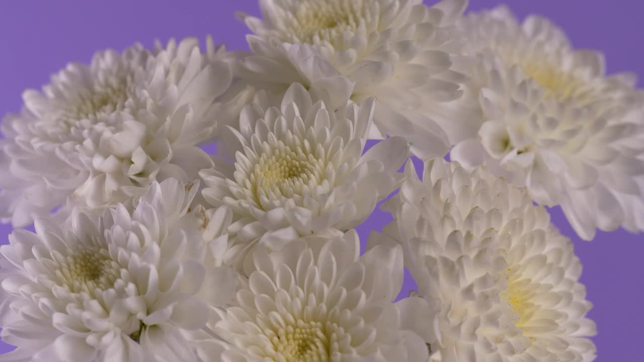 Stock Footage White Flower Bouquet Live Wallpaper - Free Download