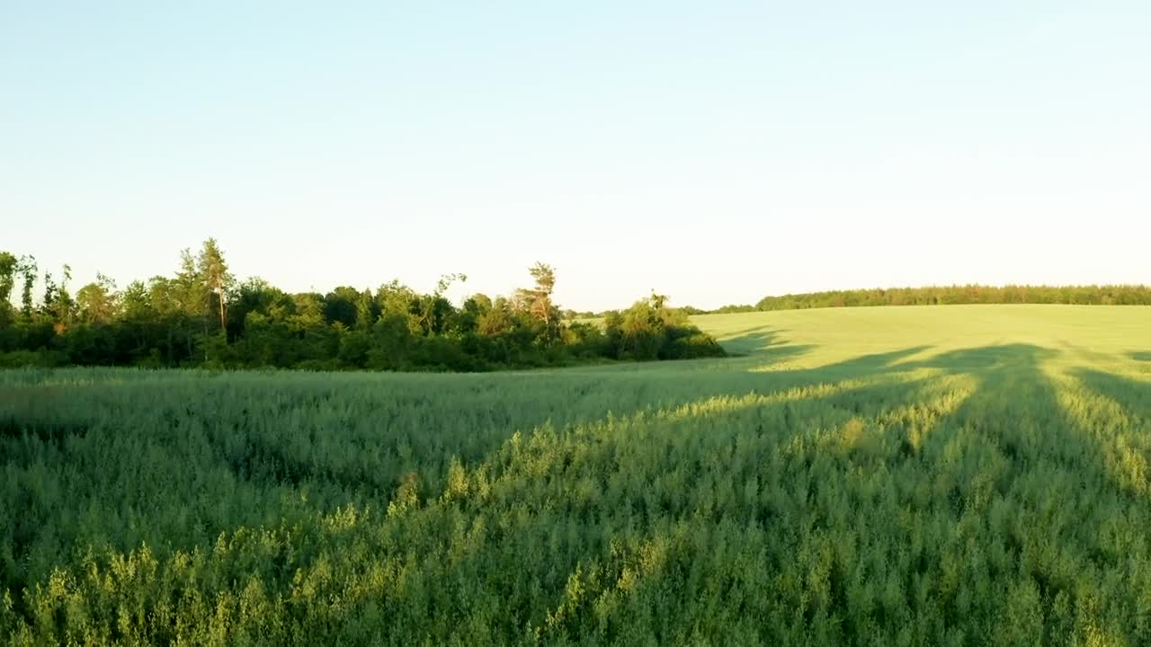 Stock Video Flying Over A Green Wheat Field Live Wallpaper For PC - Free Download