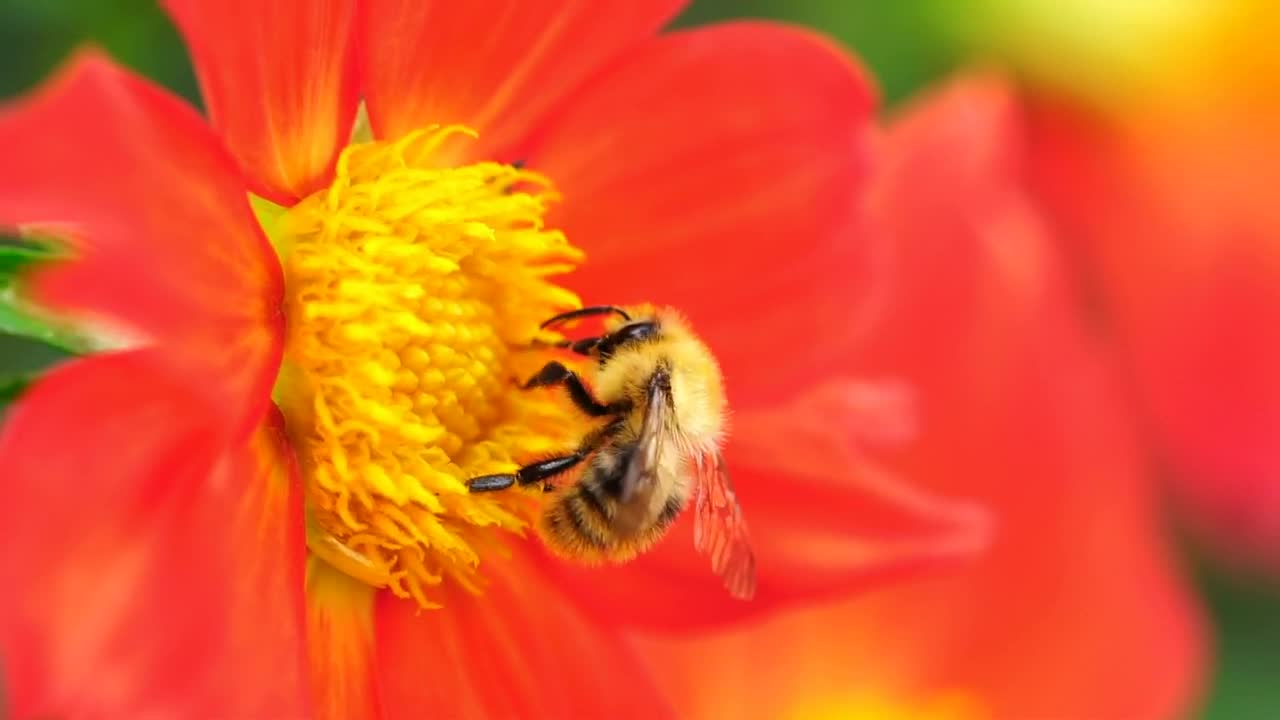 Stock Video Bee Pollinating An Orange Flower Live Wallpaper For PC - Free Download