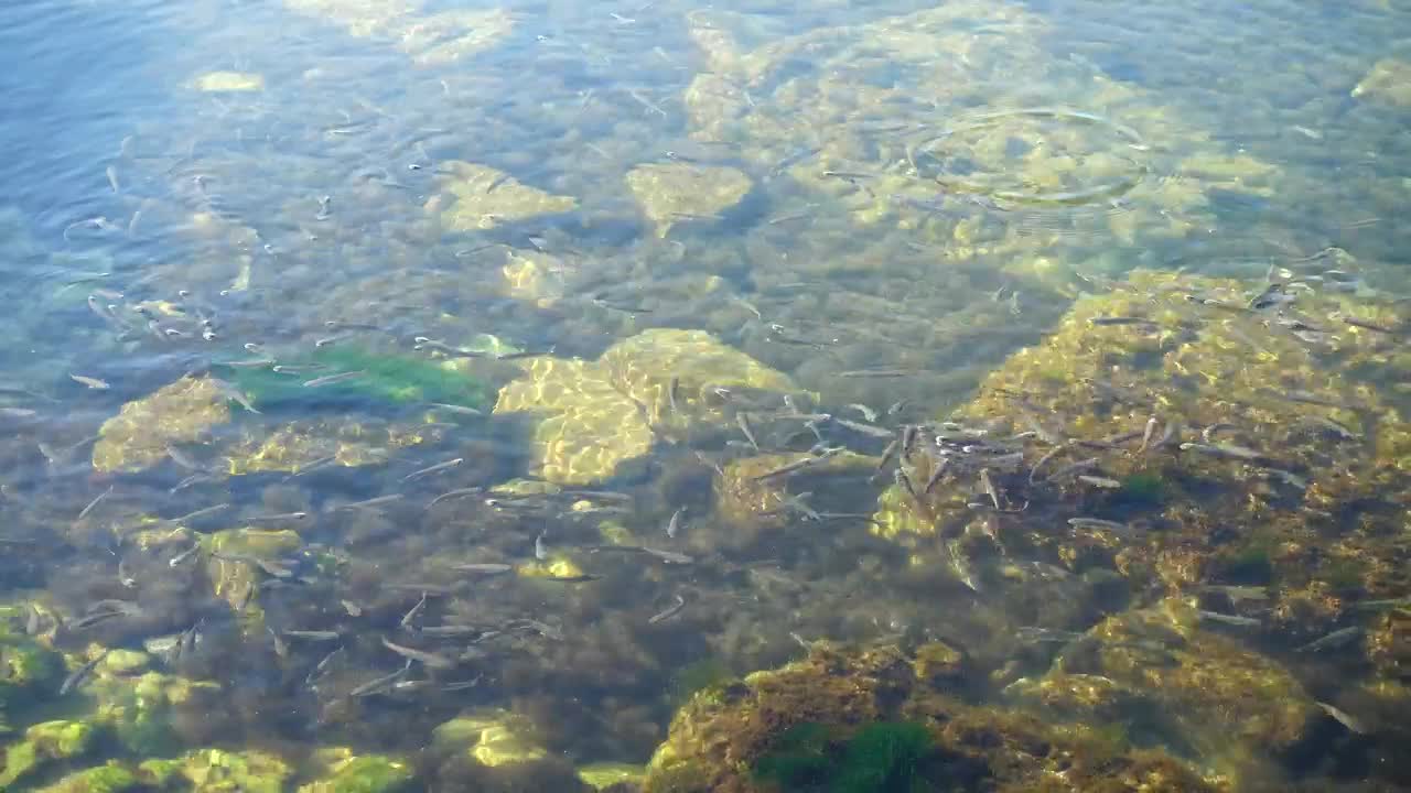 Stock Video Fish Swimming In The Shallows Live Wallpaper For PC - Free Download