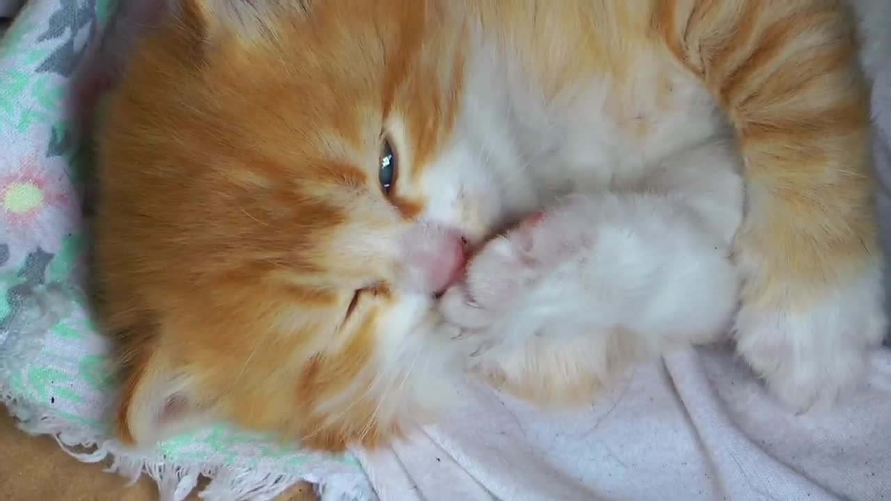 Stock Video Cute Kitten Licking A Claw Live Wallpaper For PC - Free Download