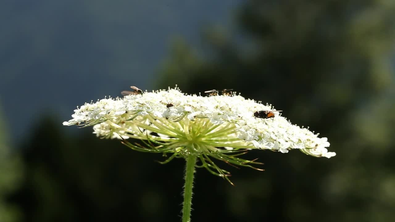 Stock Video Bees On A Large Flower Live Wallpaper For PC - Free Download