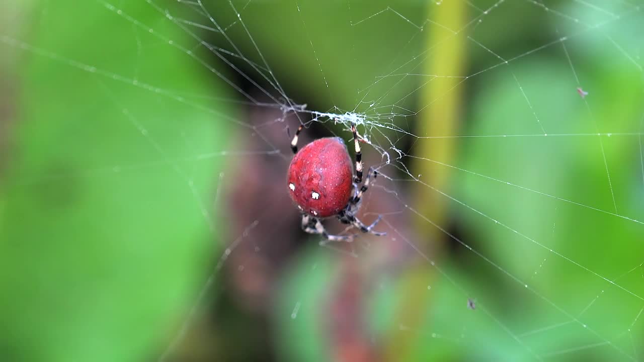 Video Stock Red Spider On A Spider Web Live Wallpaper Free - Free Download