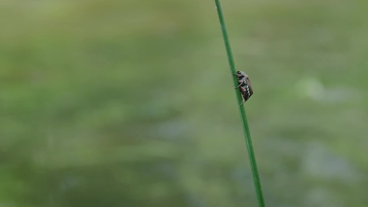 Video Stock Close Up Of A Beetle On The Grass Live Wallpaper For PC - Free Download