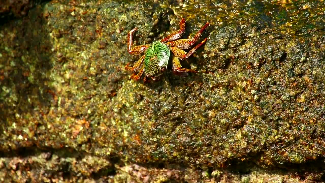 Stock Video Crab Walking On A Wet Stone Live Wallpaper For PC - Free Download