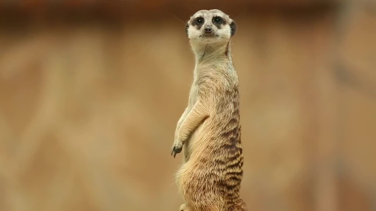 Stock Video Meerkat Watching To The Distanc Animated Wallpaper - Free Download