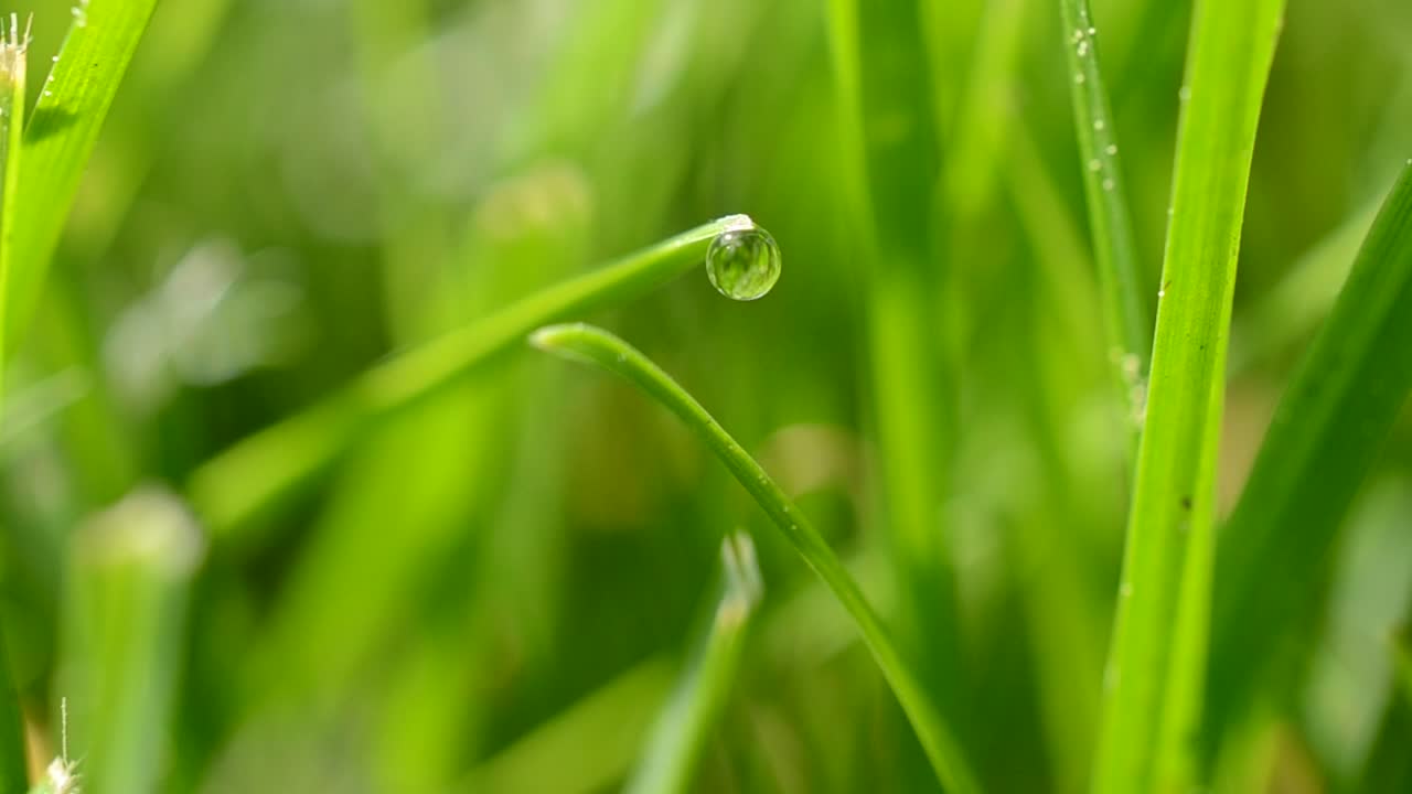 Stock Video Dew Dripping From Bright Grass Live Wallpaper For PC - Free Download