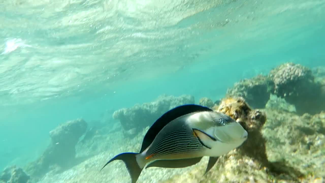 Free Video Stock surgeonfish swimming over coral Live Wallpaper - Free Download