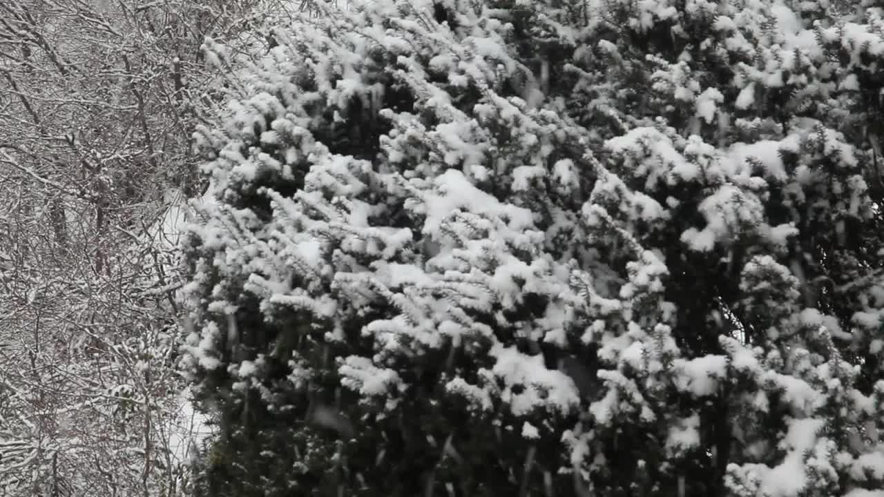 Stock Video Large Snowflakes Falling Animated Wallpaper - Free Download