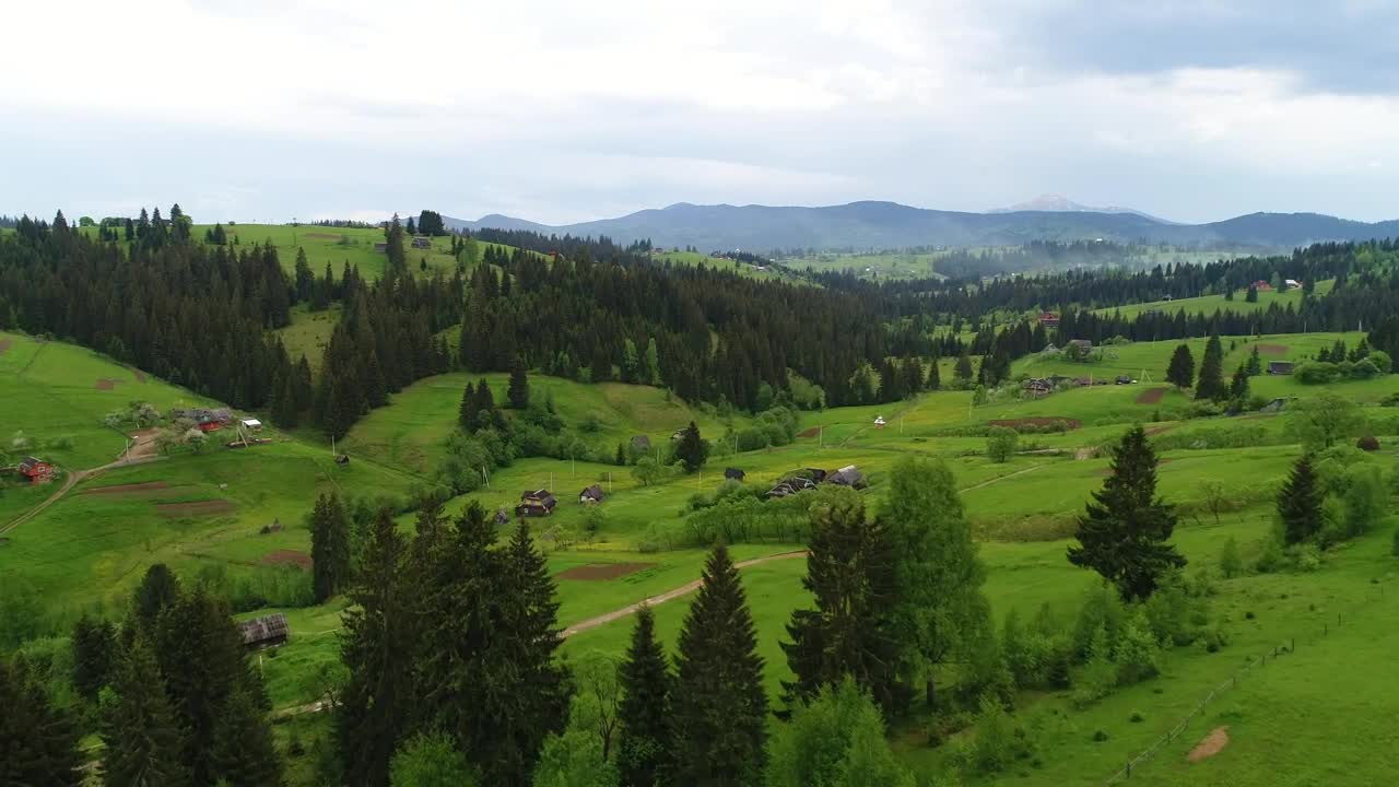 Stock Video Flying Through A Beautiful Forest In Spring Live Wallpaper For PC - Free Download