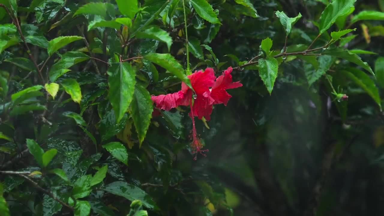 Stock Video Hibiscus Flower Under Heavy Rain Animated Wallpaper - Free Download