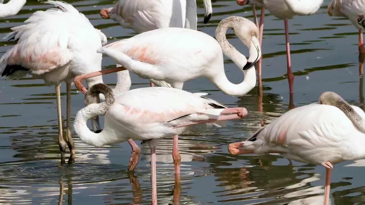 Video Stock Pink Flamingos In The Lake Live Wallpaper Free - Free Download