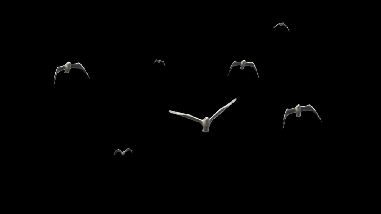 Free Stock Video Seagulls Flying In Black Background Live Wallpaper - Free Download