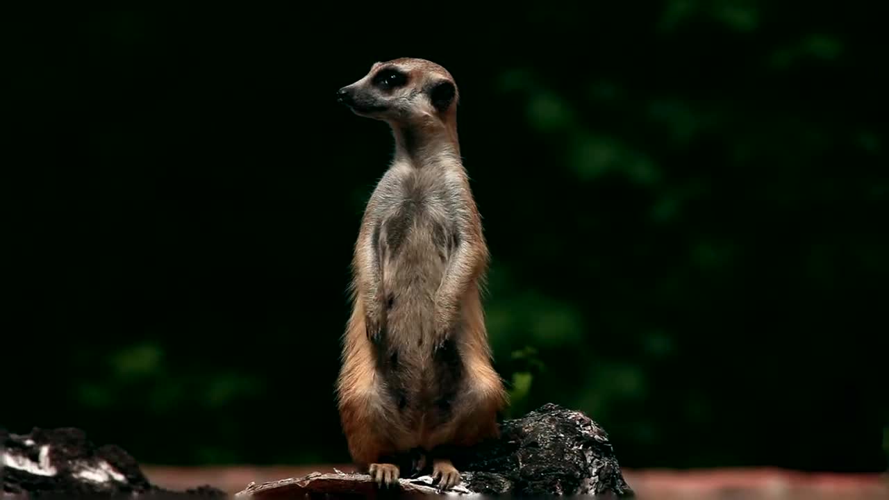 Stock Video Meerkat Standing On His Fee Animated Wallpaper - Free Download