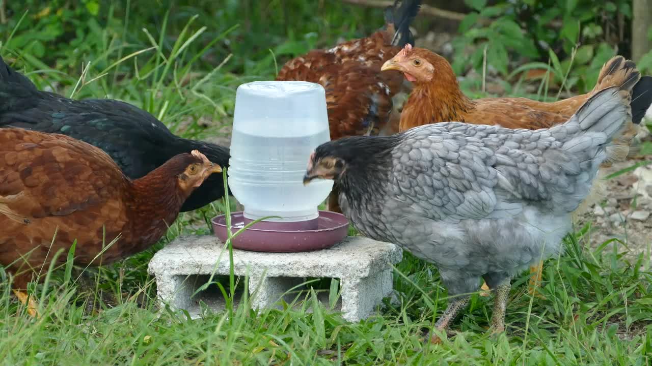 Video Stock Chickens Drinking Water At The Farm Live Wallpaper For PC - Free Download
