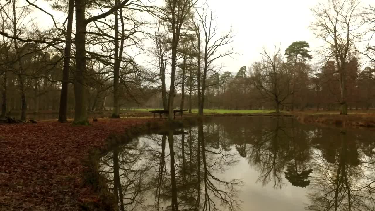 Free Video Stock Small Lake In An Autumnal Forest On A Cloudy Day Live Wallpaper - Free Download