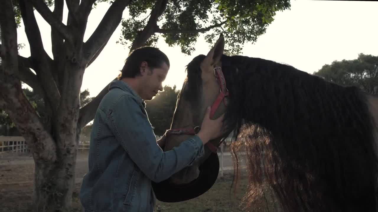Stock Video Man Caressing Horse Animated Wallpaper - Free Download