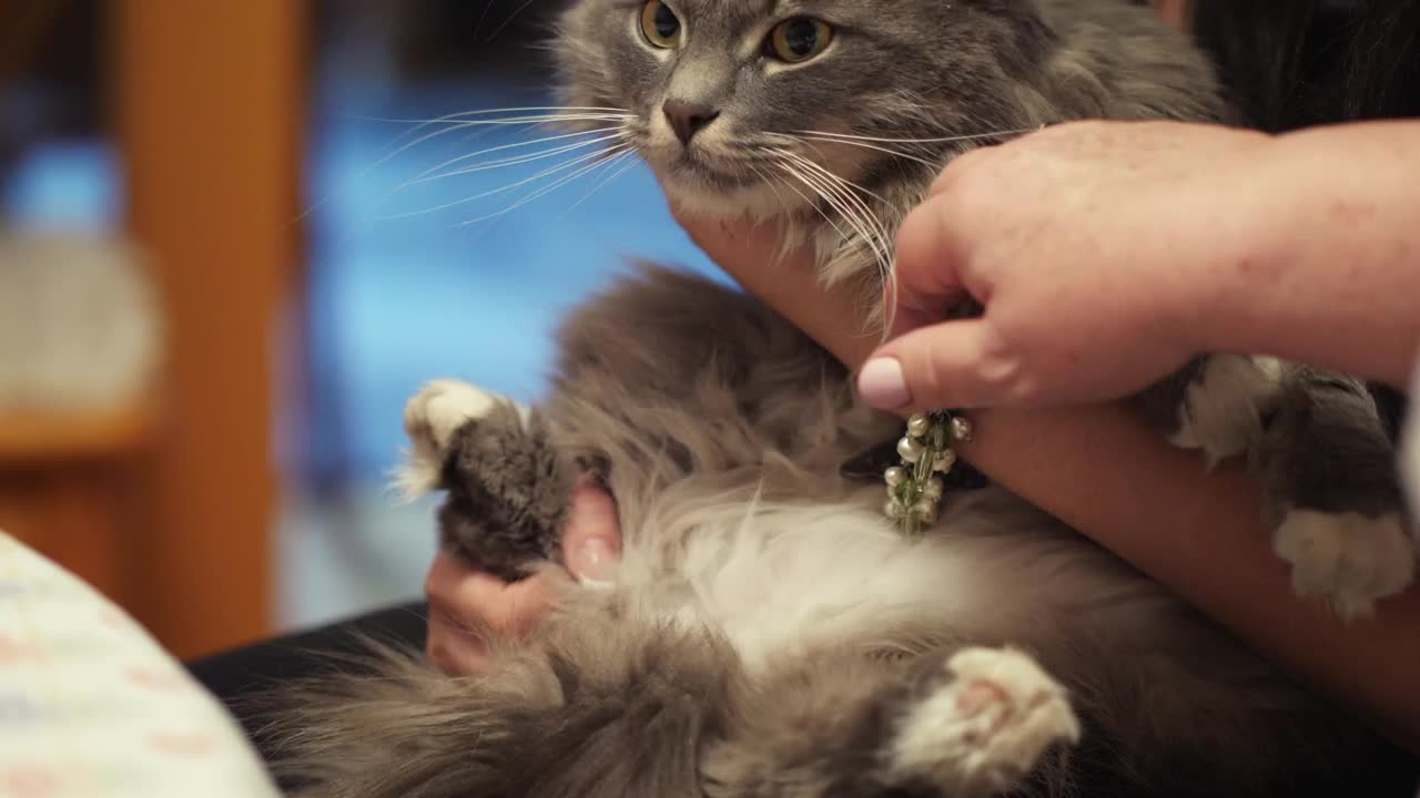 Video Stock Petting A Beautiful Cat Live Wallpaper Free - Free Download