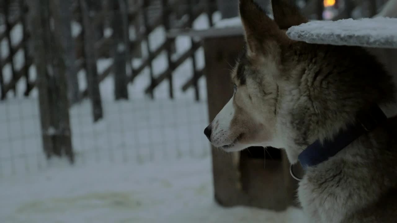 Stock Video Husky Enjoying The Snow Animated Wallpaper - Free Download
