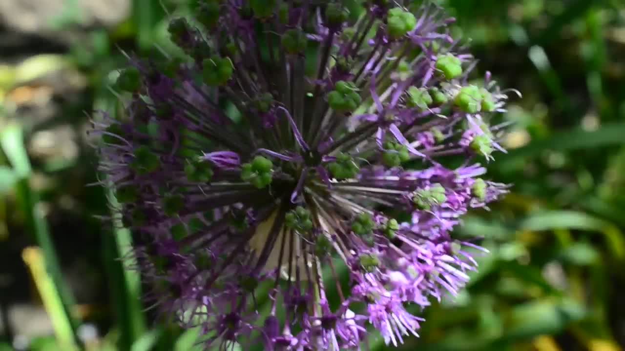 Video Stock Purple Flowering Plant In A Close Shot Live Wallpaper Free - Free Download