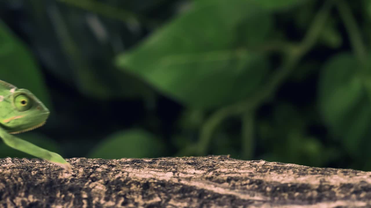 Stock Video Green Chameleon Walking Over A Log Live Wallpaper For PC - Free Download