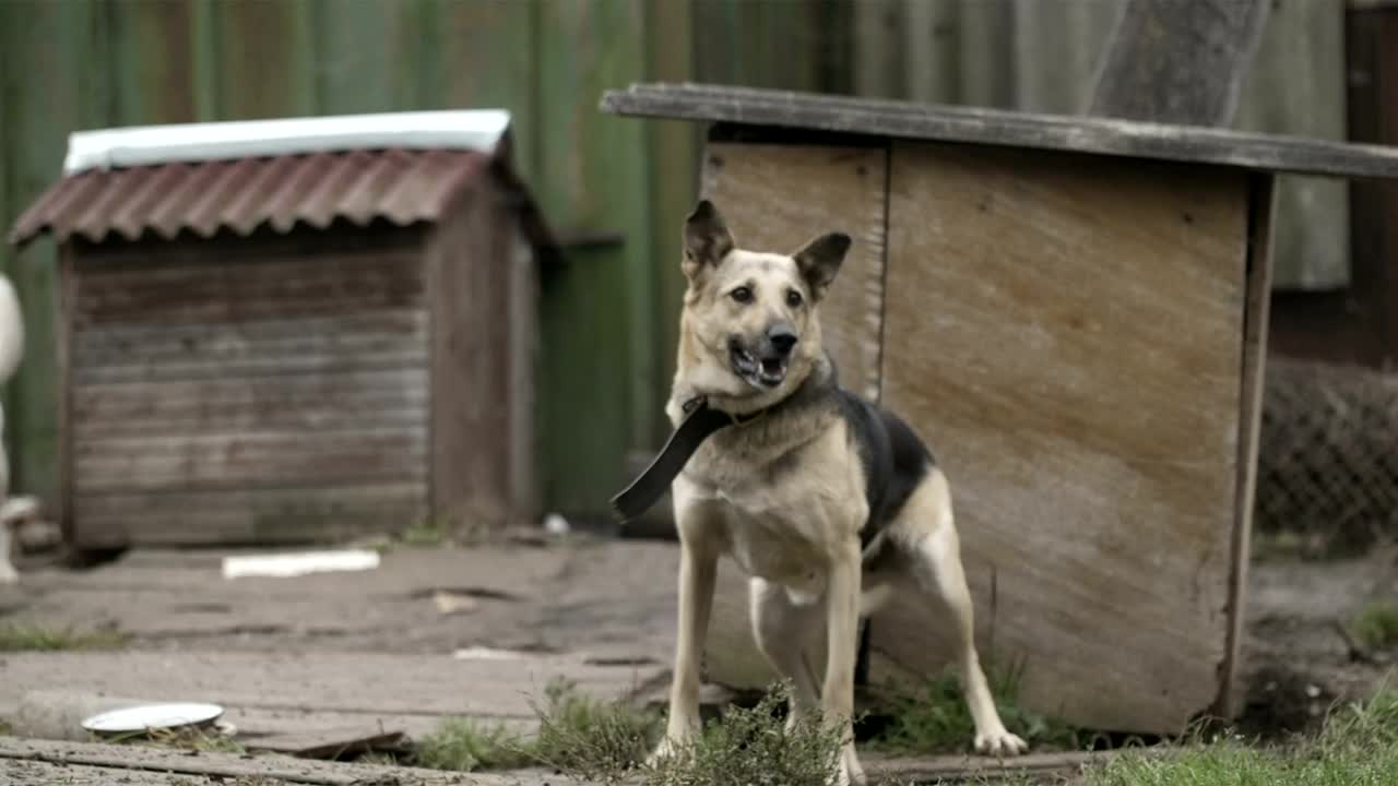 Stock Video Excited Dog In A Yard Live Wallpaper For PC - Free Download