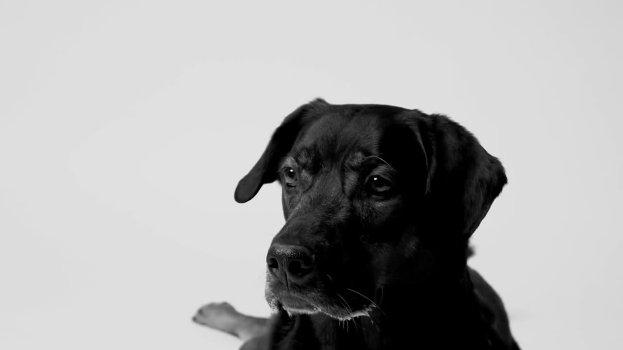 Free Video Stock throwing a treat to a dog Live Wallpaper - Free Download